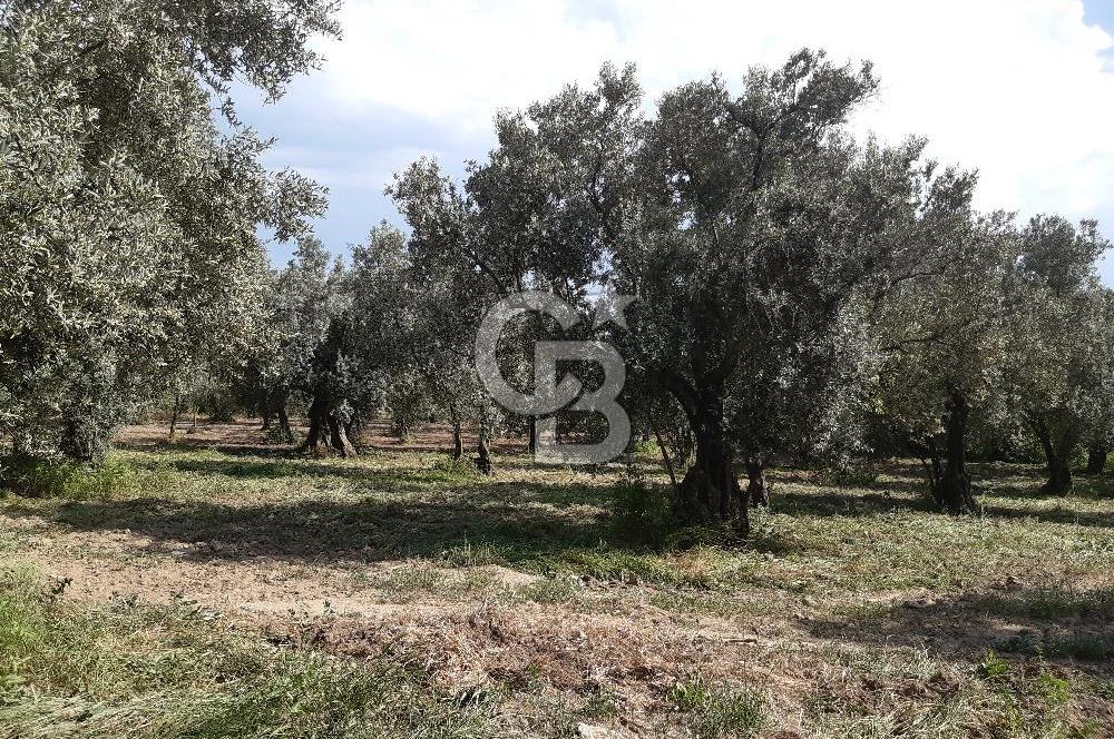 ORHANGAZİ KERAMET SATILIK 1445M2 BAKIMLI ZEYTİNLİK!.