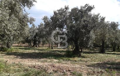 ORHANGAZİ KERAMET SATILIK 1445M2 BAKIMLI ZEYTİNLİK!.