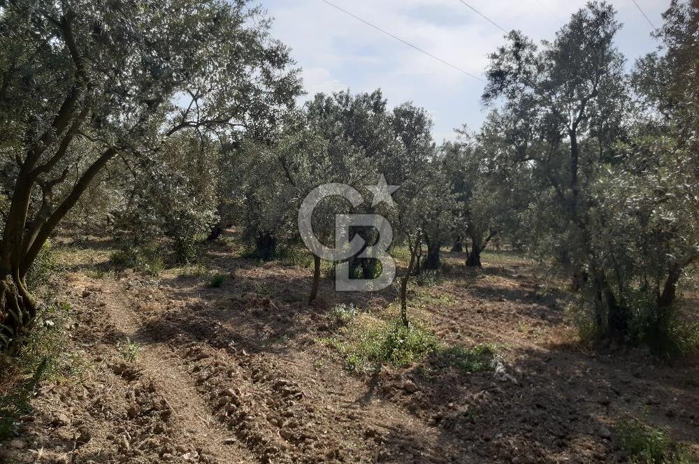 ORHANGAZİ KERAMET SATILIK 1445M2 BAKIMLI ZEYTİNLİK!.