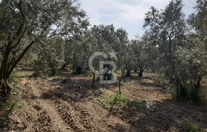 ORHANGAZİ KERAMET SATILIK 1445M2 BAKIMLI ZEYTİNLİK!.