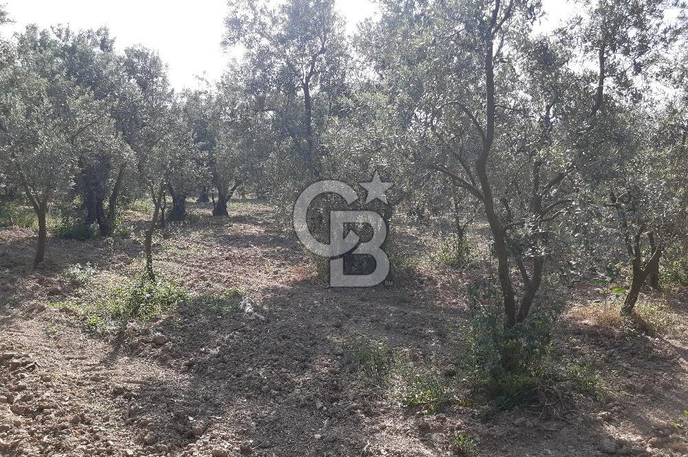 ORHANGAZİ KERAMET SATILIK 1445M2 BAKIMLI ZEYTİNLİK!.