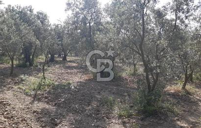 ORHANGAZİ KERAMET SATILIK 1445M2 BAKIMLI ZEYTİNLİK!.
