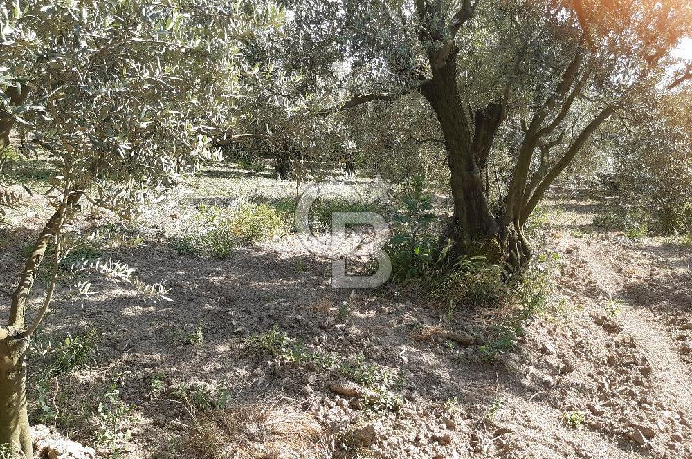 ORHANGAZİ KERAMET SATILIK 1445M2 BAKIMLI ZEYTİNLİK!.