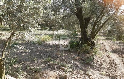 ORHANGAZİ KERAMET SATILIK 1445M2 BAKIMLI ZEYTİNLİK!.