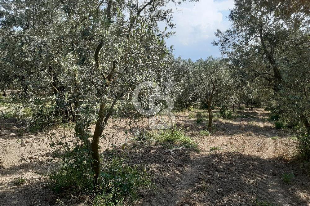 ORHANGAZİ KERAMET SATILIK 1445M2 BAKIMLI ZEYTİNLİK!.