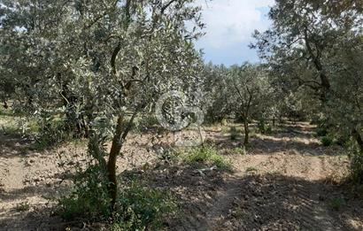 ORHANGAZİ KERAMET SATILIK 1445M2 BAKIMLI ZEYTİNLİK!.