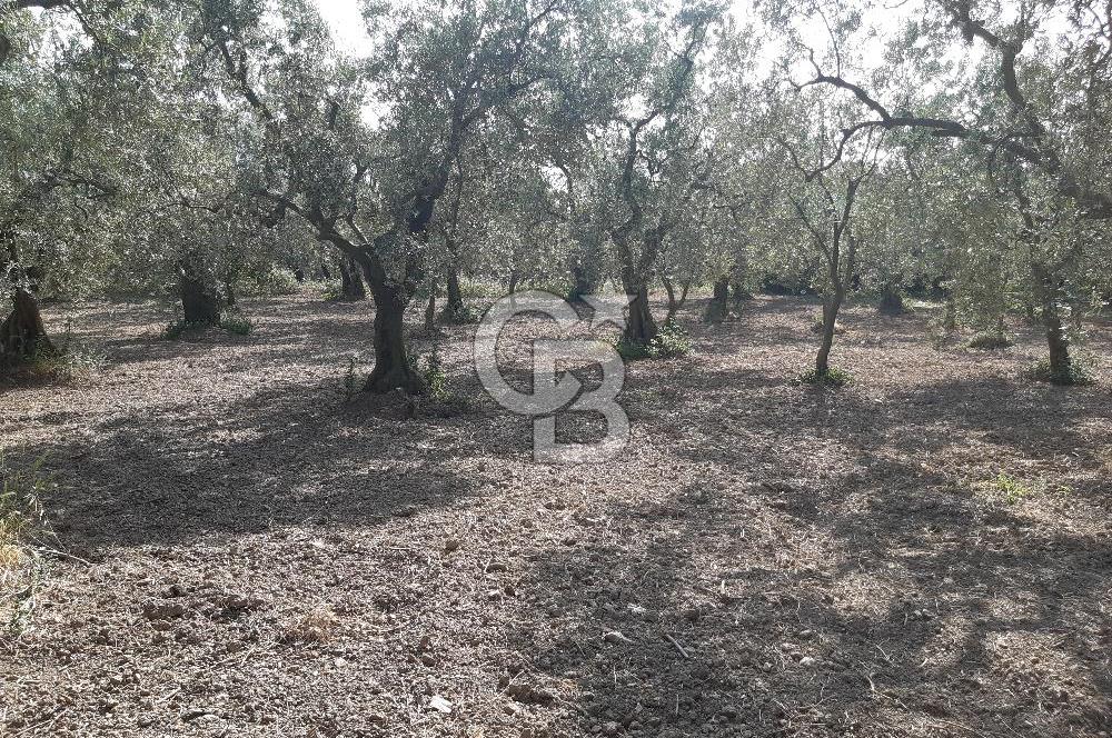 ORHANGAZİ KERAMET SATILIK 1445M2 BAKIMLI ZEYTİNLİK!.