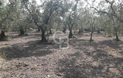 ORHANGAZİ KERAMET SATILIK 1445M2 BAKIMLI ZEYTİNLİK!.