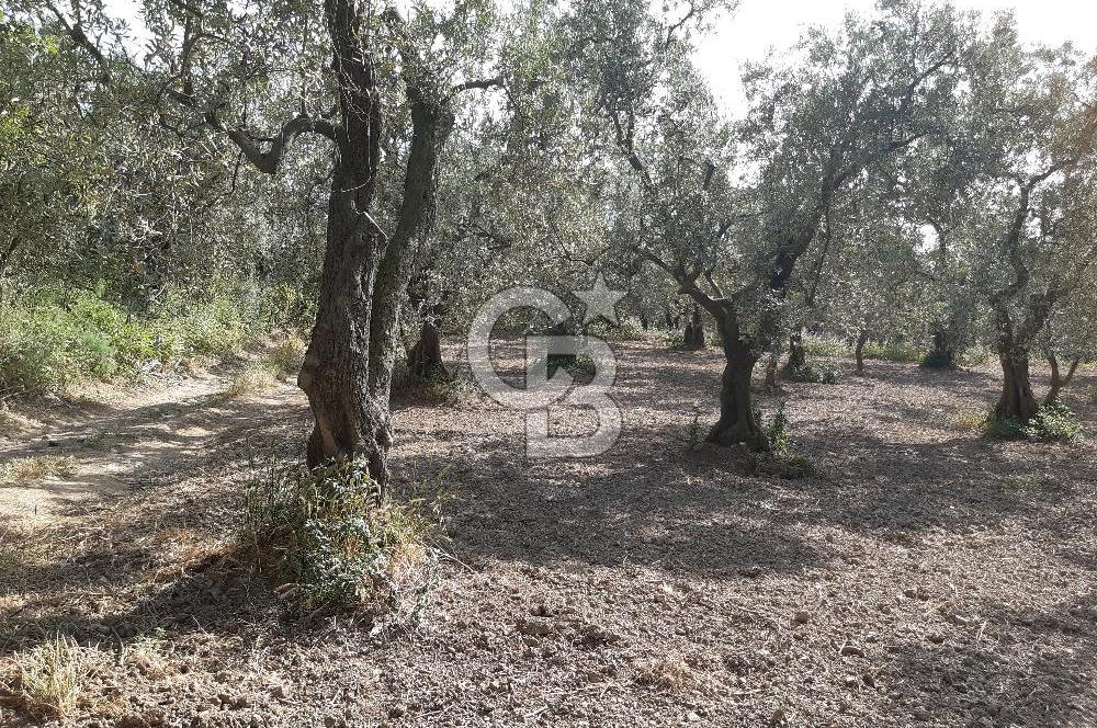 ORHANGAZİ KERAMET SATILIK 1445M2 BAKIMLI ZEYTİNLİK!.