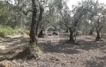 ORHANGAZİ KERAMET SATILIK 1445M2 BAKIMLI ZEYTİNLİK!.