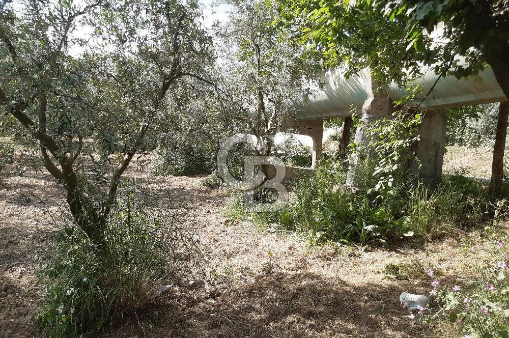 ORHANGAZİ KERAMET SATILIK 1445M2 BAKIMLI ZEYTİNLİK!.