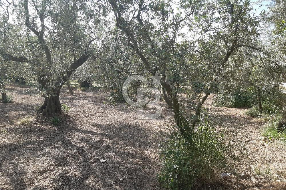 ORHANGAZİ KERAMET SATILIK 1445M2 BAKIMLI ZEYTİNLİK!.