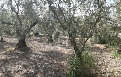 ORHANGAZİ KERAMET SATILIK 1445M2 BAKIMLI ZEYTİNLİK!.