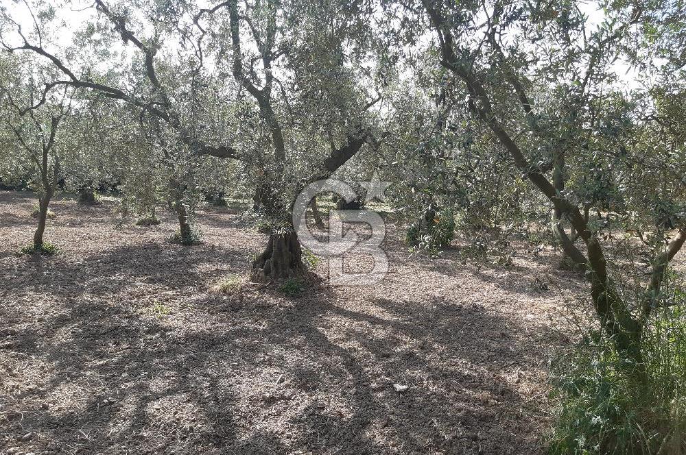 ORHANGAZİ KERAMET SATILIK 1445M2 BAKIMLI ZEYTİNLİK!.