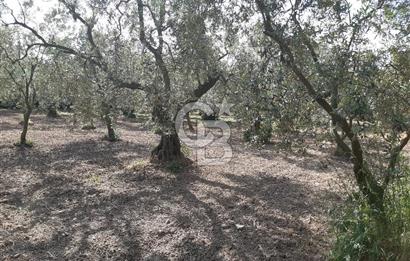 ORHANGAZİ KERAMET SATILIK 1445M2 BAKIMLI ZEYTİNLİK!.