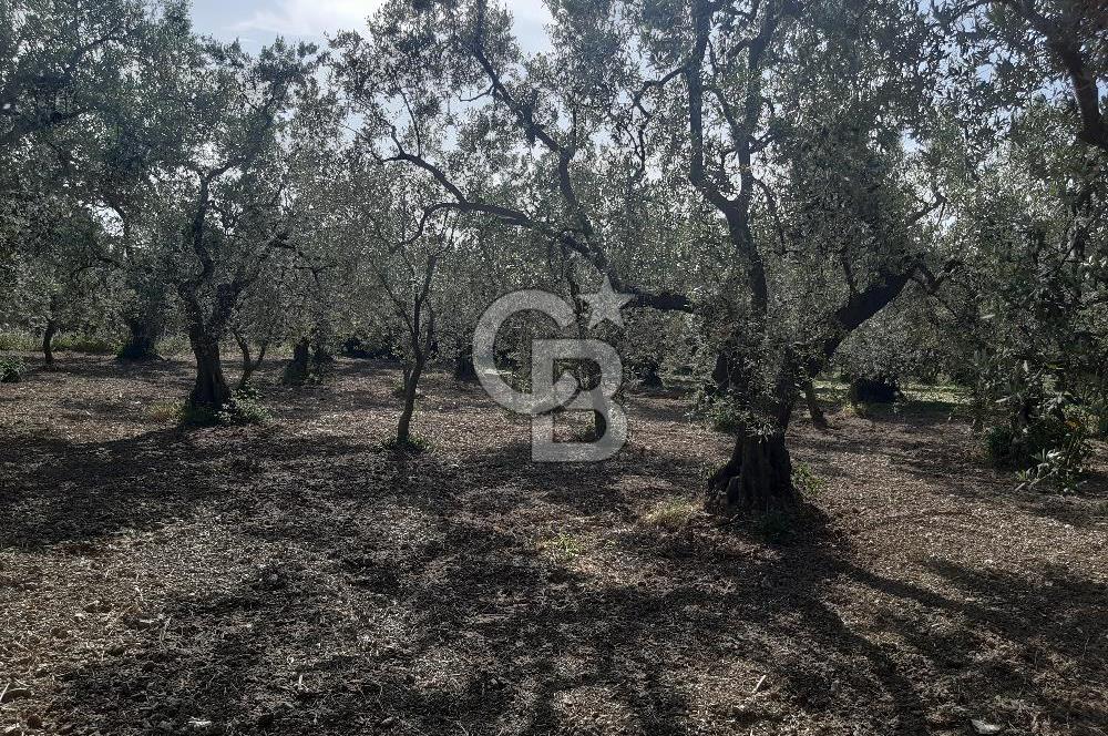 ORHANGAZİ KERAMET SATILIK 1445M2 BAKIMLI ZEYTİNLİK!.
