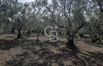 ORHANGAZİ KERAMET SATILIK 1445M2 BAKIMLI ZEYTİNLİK!.