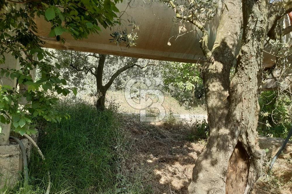 ORHANGAZİ KERAMET SATILIK 1445M2 BAKIMLI ZEYTİNLİK!.