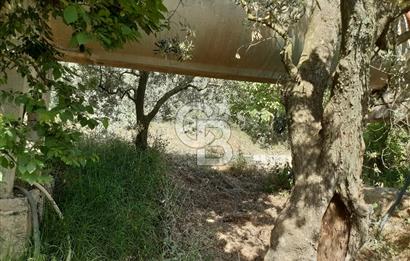 ORHANGAZİ KERAMET SATILIK 1445M2 BAKIMLI ZEYTİNLİK!.