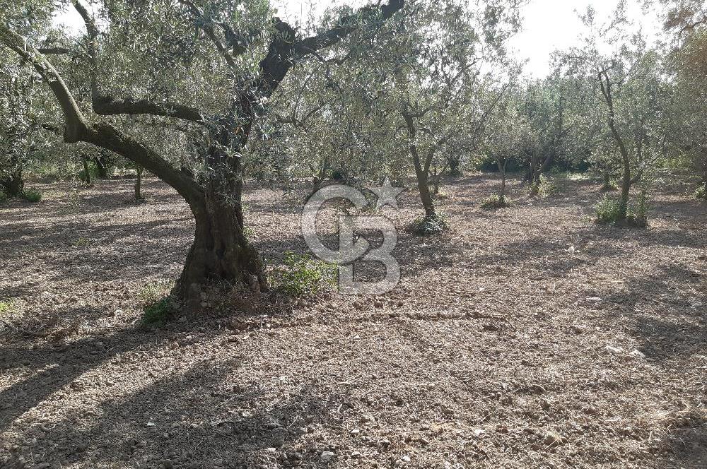 ORHANGAZİ KERAMET SATILIK 1445M2 BAKIMLI ZEYTİNLİK!.