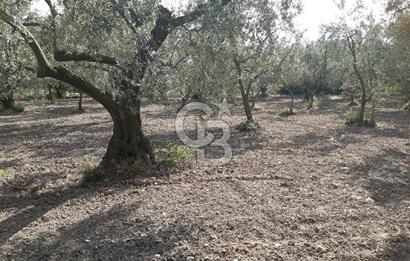 ORHANGAZİ KERAMET SATILIK 1445M2 BAKIMLI ZEYTİNLİK!.
