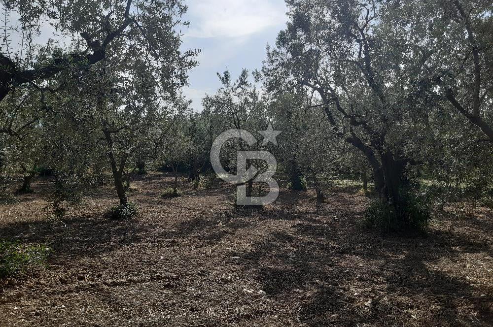 ORHANGAZİ KERAMET SATILIK 1445M2 BAKIMLI ZEYTİNLİK!.