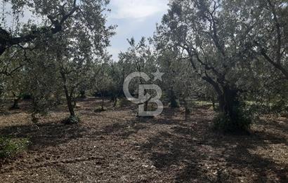 ORHANGAZİ KERAMET SATILIK 1445M2 BAKIMLI ZEYTİNLİK!.