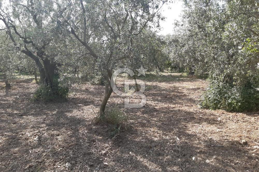 ORHANGAZİ KERAMET SATILIK 1445M2 BAKIMLI ZEYTİNLİK!.