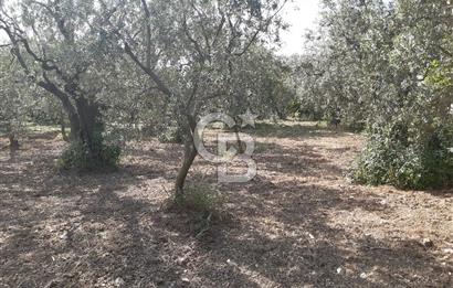 ORHANGAZİ KERAMET SATILIK 1445M2 BAKIMLI ZEYTİNLİK!.