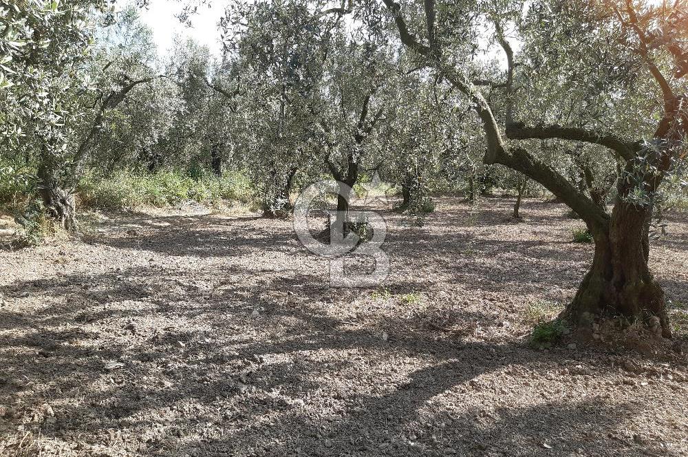 ORHANGAZİ KERAMET SATILIK 1445M2 BAKIMLI ZEYTİNLİK!.