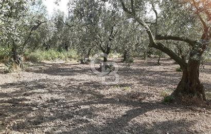 ORHANGAZİ KERAMET SATILIK 1445M2 BAKIMLI ZEYTİNLİK!.