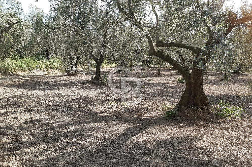 ORHANGAZİ KERAMET SATILIK 1445M2 BAKIMLI ZEYTİNLİK!.