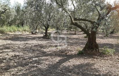 ORHANGAZİ KERAMET SATILIK 1445M2 BAKIMLI ZEYTİNLİK!.