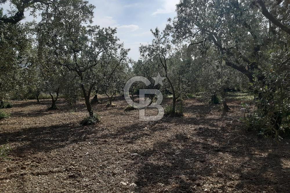 ORHANGAZİ KERAMET SATILIK 1445M2 BAKIMLI ZEYTİNLİK!.