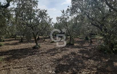 ORHANGAZİ KERAMET SATILIK 1445M2 BAKIMLI ZEYTİNLİK!.