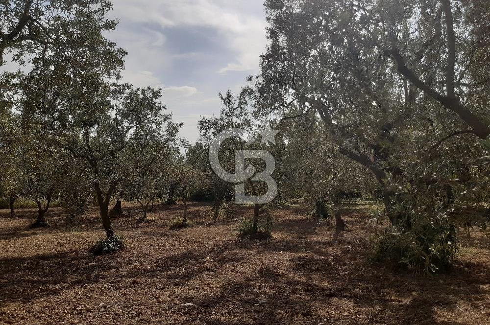 ORHANGAZİ KERAMET SATILIK 1445M2 BAKIMLI ZEYTİNLİK!.