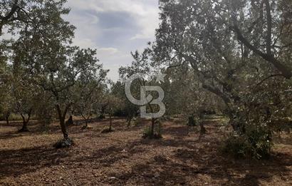 ORHANGAZİ KERAMET SATILIK 1445M2 BAKIMLI ZEYTİNLİK!.