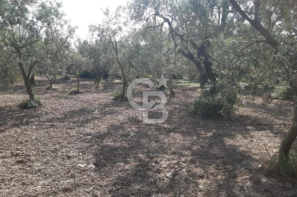 ORHANGAZİ KERAMET SATILIK 1445M2 BAKIMLI ZEYTİNLİK!.