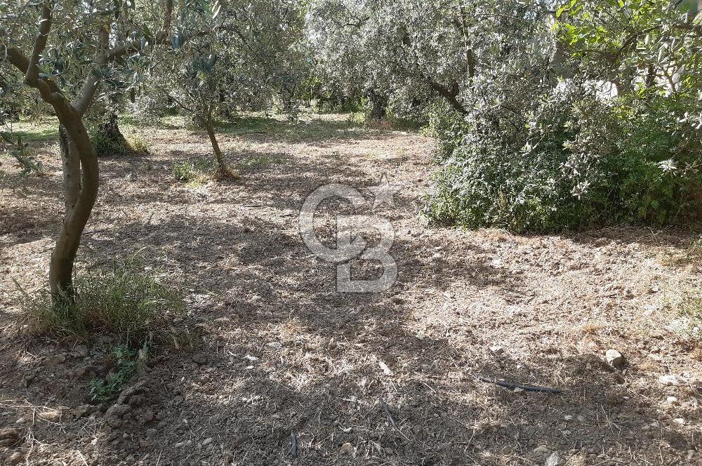 ORHANGAZİ KERAMET SATILIK 1445M2 BAKIMLI ZEYTİNLİK!.