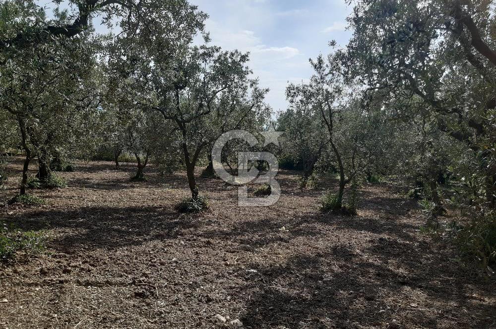 ORHANGAZİ KERAMET SATILIK 1445M2 BAKIMLI ZEYTİNLİK!.