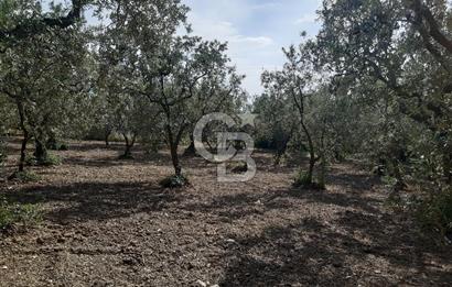ORHANGAZİ KERAMET SATILIK 1445M2 BAKIMLI ZEYTİNLİK!.