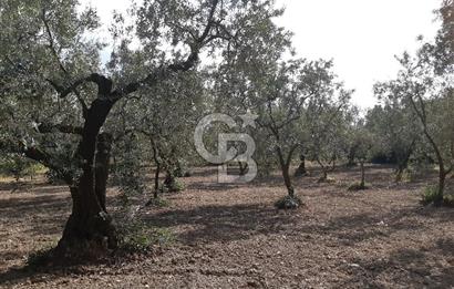 ORHANGAZİ KERAMET SATILIK 1445M2 BAKIMLI ZEYTİNLİK!.