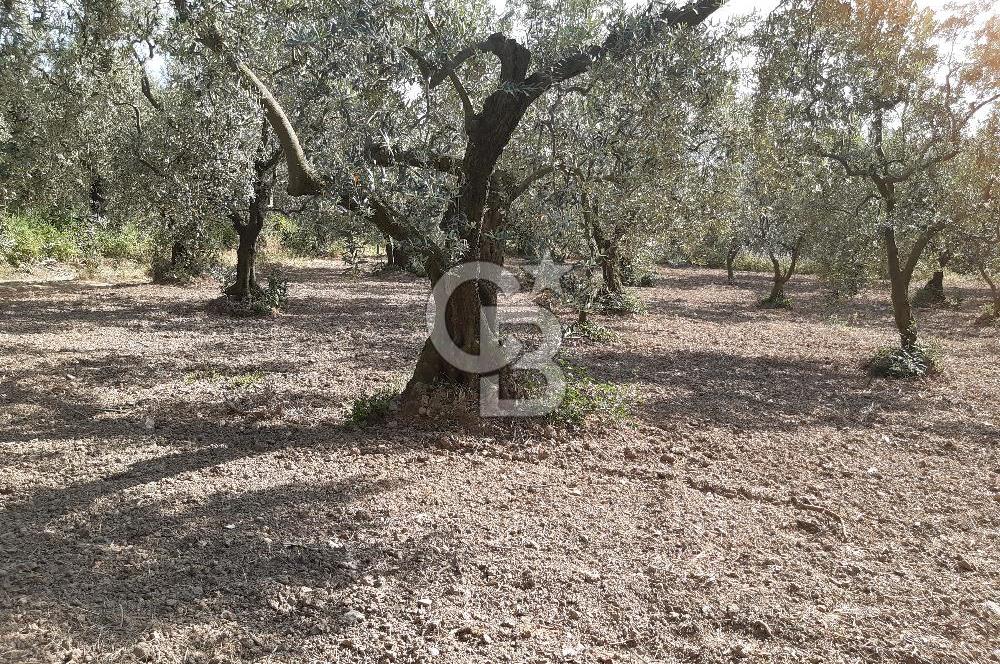 ORHANGAZİ KERAMET SATILIK 1445M2 BAKIMLI ZEYTİNLİK!.