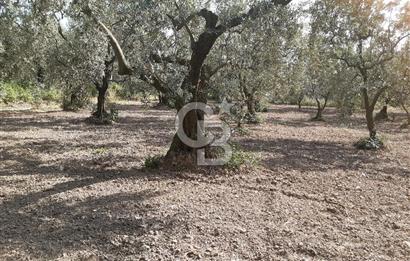 ORHANGAZİ KERAMET SATILIK 1445M2 BAKIMLI ZEYTİNLİK!.
