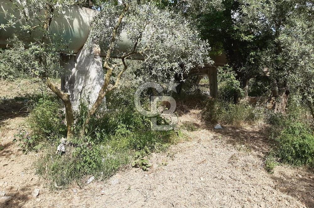 ORHANGAZİ KERAMET SATILIK 1445M2 BAKIMLI ZEYTİNLİK!.