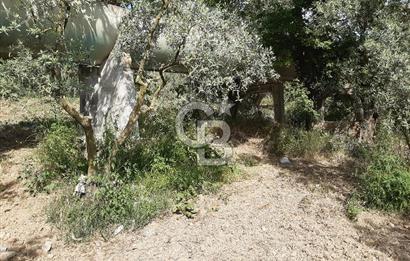 ORHANGAZİ KERAMET SATILIK 1445M2 BAKIMLI ZEYTİNLİK!.