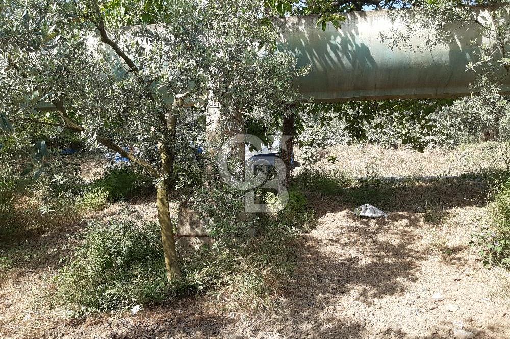 ORHANGAZİ KERAMET SATILIK 1445M2 BAKIMLI ZEYTİNLİK!.