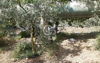 ORHANGAZİ KERAMET SATILIK 1445M2 BAKIMLI ZEYTİNLİK!.
