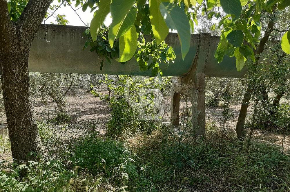 ORHANGAZİ KERAMET SATILIK 1445M2 BAKIMLI ZEYTİNLİK!.