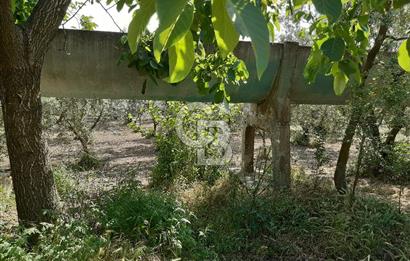 ORHANGAZİ KERAMET SATILIK 1445M2 BAKIMLI ZEYTİNLİK!.